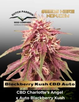 Blackberry Kush CBD Auto (Feminized) (space) Dutch Passion