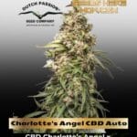 Charlotte's Angel CBD Auto (Feminized) - Dutch Passion
