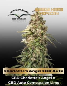 Charlotte's Angel CBD Auto (Feminized) (space) Dutch Passion