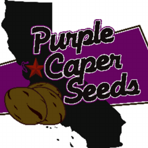 Purple Caper cannabis seeds (space) Seeds Here Now