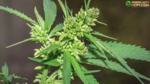 Male vs. female cannabis plants