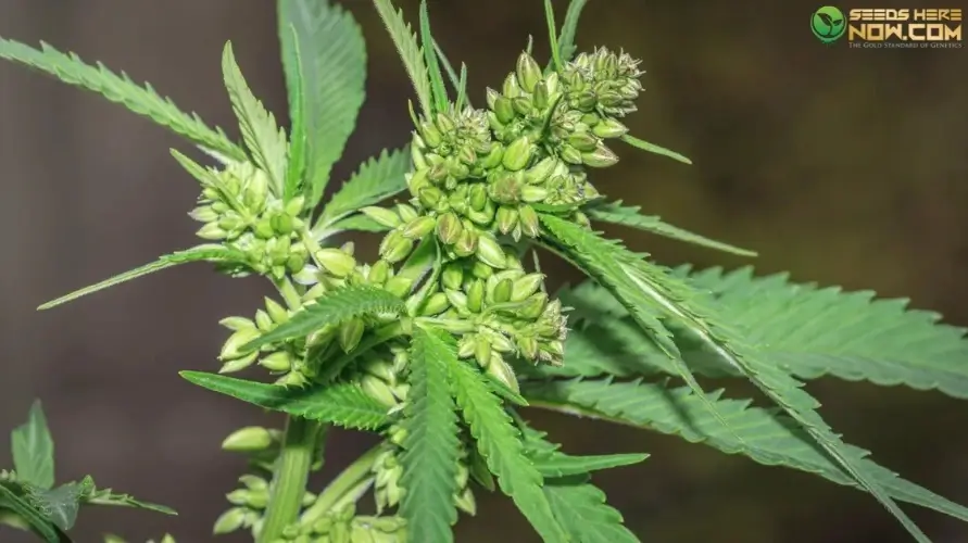 Male vs. female cannabis plants