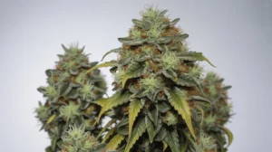 Lemon Meringue strain review