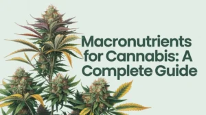 Macronutrients for Cannabis: A Guide