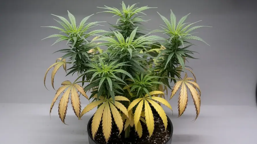 Macronutrients For Cannabis: A Complete Guide To Plant Nutrition – Macronutrients for cannabis: Nitrogen