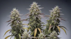 Fruit(space)Tella strain review