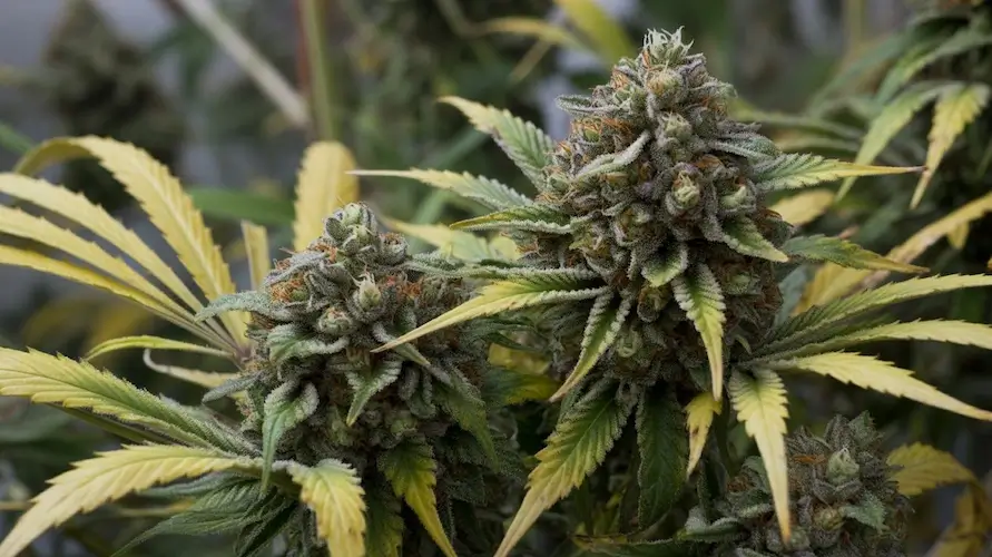 Macronutrients For Cannabis: A Complete Guide To Plant Nutrition – Macronutrients for cannabis plants