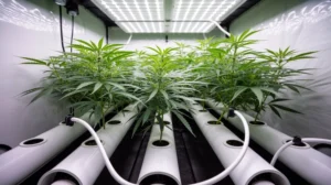 Nutrient film technique for cannabis