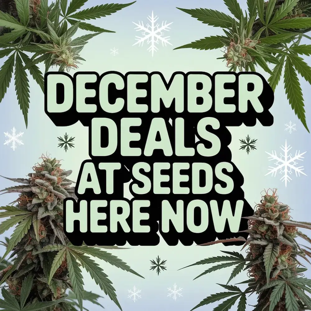 Autoflower Seeds Promotion