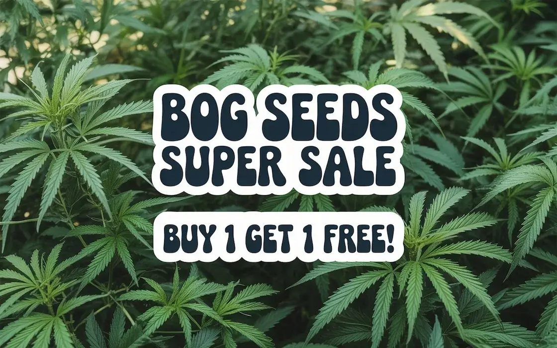 Autoflower Seeds Promotion