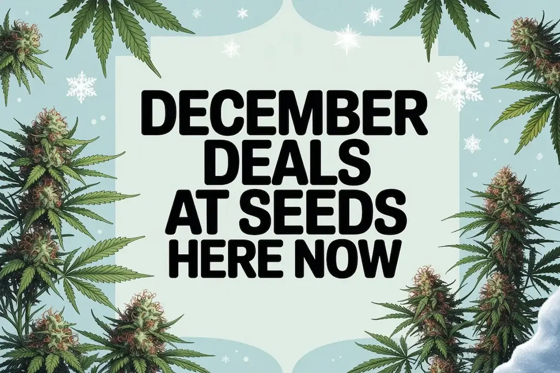Autoflower Seeds Promotion