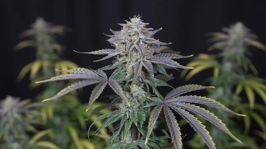 Fruit(space)Tella Strain Review: An Exotic Blend Of Berry Flavors – Fruit(space)Tella cannabis strain