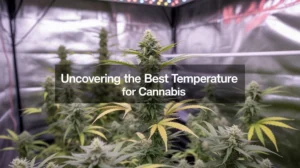 What is the best temperature for cannabis?