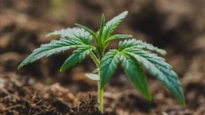 Cannabis seedling stage