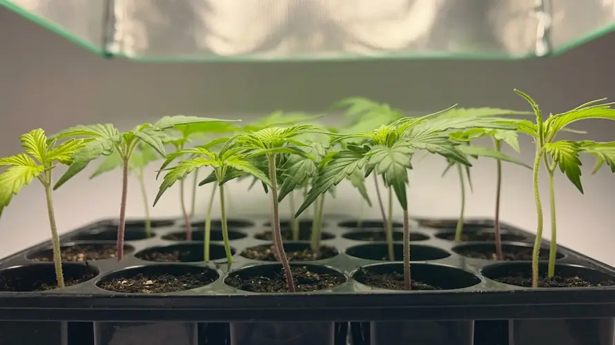 Cannabis Seedling Stage: Tips For Healthy Growth And Strong Plants – Cannabis seedling stage guide