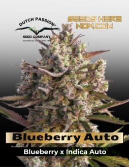 Blueberry Auto (Feminized) (space) Dutch Passion