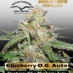 Glueberry O.G. Auto (Feminized) - Dutch Passion