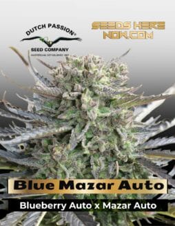 Blue Mazar Auto (Feminized) (space) Dutch Passion
