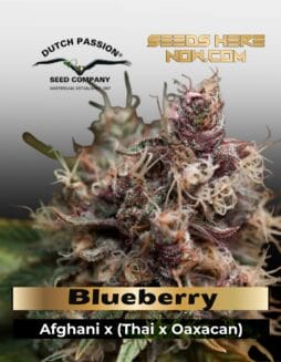 Blueberry (Feminized) (space) Dutch Passion