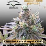 Charlotte's Angel CBD (Feminized) - Dutch Passion