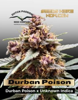 Durban Poison Feminised Seeds (space) Dutch Passion