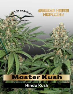 Master Kush (Feminized) (space) Dutch Passion