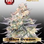 Blue Dream FAST (Feminized) - 00 Seeds
