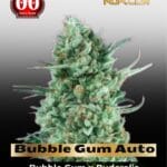 Bubble Gum XXL Auto (Feminized) - 00 Seeds