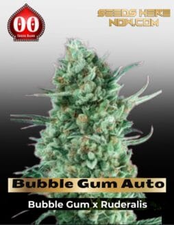 Bubble Gum XXL Auto (Feminized) (space) 00 Seeds