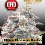 Blue Dream Auto (Feminized) - 00 Seeds