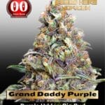 Grand Daddy Purple (Feminized) - 00 Seeds