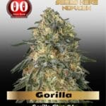 Gorilla (Feminized) - 00 Seeds