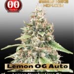 Lemon OG Auto (Feminized) - 00 Seeds