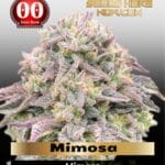 Mimosa (Feminized) - 00 Seeds