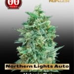Northern Lights XXL Auto (Feminized) - 00 Seeds