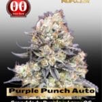 Purple Punch Auto (Feminized) - 00 Seeds