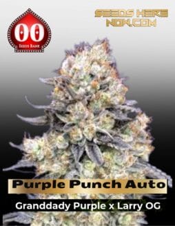 Purple Punch Auto (Feminized) (space) 00 Seeds
