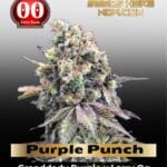 Purple Punch (Feminized) - 00 Seeds
