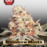 Rainbow Mints (Feminized) - 00 Seeds