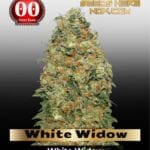 White Widow (Feminized) - 00 Seeds
