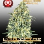 White Widow XXL Auto (Feminized) - 00 Seeds