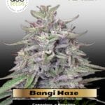 Bangi Haze (Feminized) - Ace Seeds