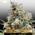 Nepal Jam (Feminized) - Ace Seeds