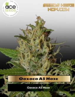 Oaxaca A5 Haze (Feminized) (space) Ace Seeds