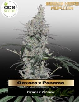 Oaxaca x Panama (Regular) (space) Ace Seeds