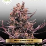 Panama Haze (Regular) - Ace Seeds