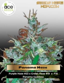 Panama Haze (Feminized) (space) Ace Seeds