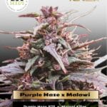 Purple Haze x Malawi (Feminized) - Ace Seeds