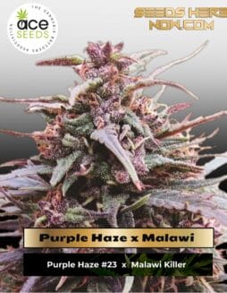 Purple Haze x Malawi (Feminized) (space) Ace Seeds