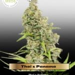Thai x Panama (Regular) - Ace Seeds